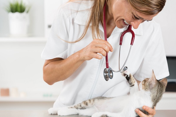 veterinary holding cat